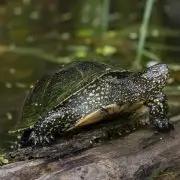 Népes a mocsári teknősök tábora a Kis-Sárréten