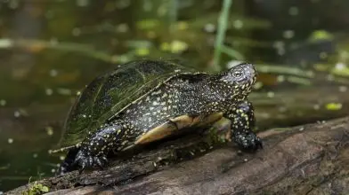 Népes a mocsári teknősök tábora a Kis-Sárréten