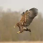 A mérgezett sasok földje
