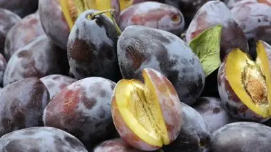 Gyengébb lesz az idei szilvatermés