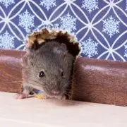 Egér van a házamban!