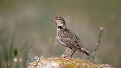Különleges nevű, ritka madárfaj tűnt fel a Dél-Alföldön