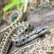 Újabb rákosi viperák kerültek vissza természetes élőhelyükre