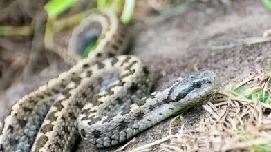 Rákosivipera-napot rendeznek szombaton a Szegedi Vadasparkban