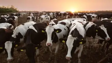 Komoly támogatás érkezik a ragadós száj- és körömfájás sújtotta állattartóknak