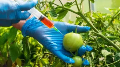 Hazánk kiáll a GMO-mentesség mellett