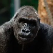 Őssejtterápiával kezelték a budapesti állatkert idős gorilláját