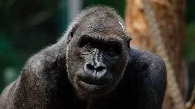 Őssejtterápiával kezelték a budapesti állatkert idős gorilláját