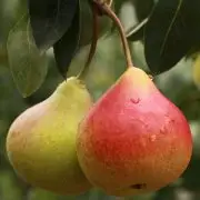 Érik a körte, október végéig szüretelik