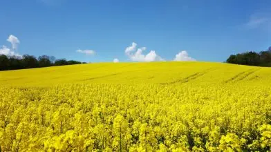 A repce segítheti a bioüzemanyag-gyártást