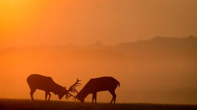 Szarvasok nászától hangos az őszi erdő