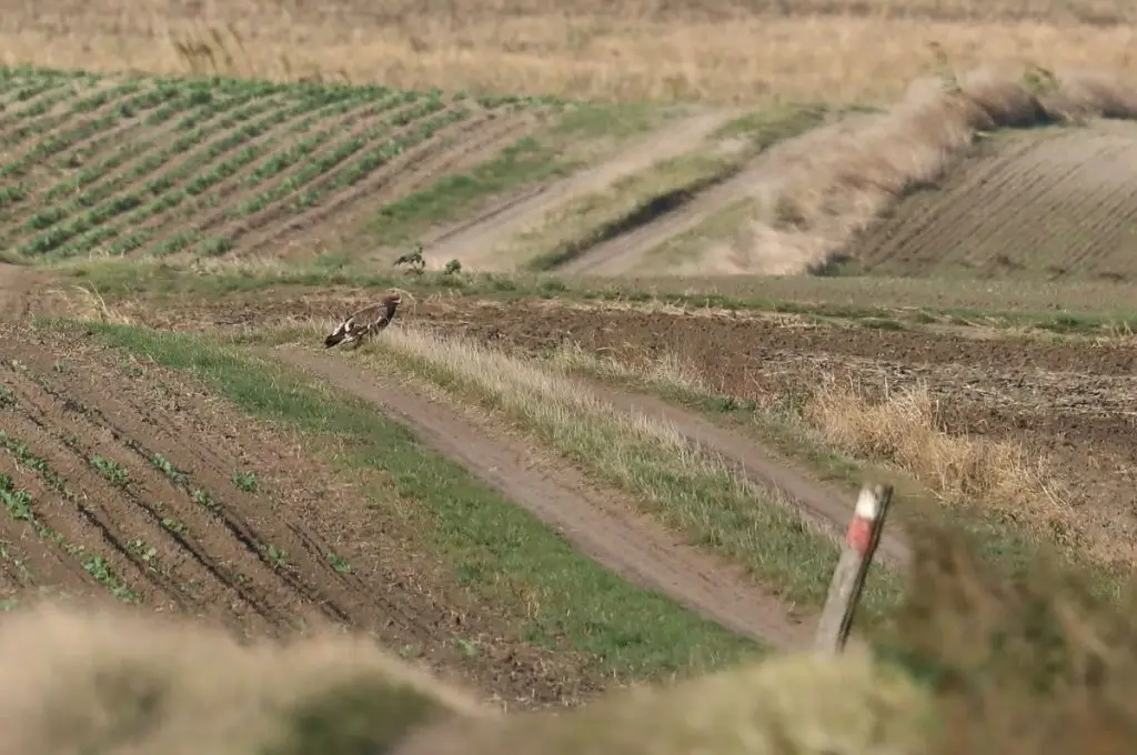 Magyarországon ritkán felbukkanó sast figyeltek meg a Kiskunsági Nemzeti Park területén. 