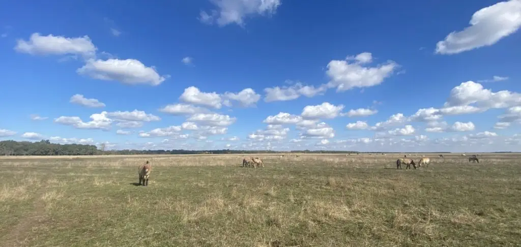 Przewalski-lovak a Hortobágyi Vadasparkban