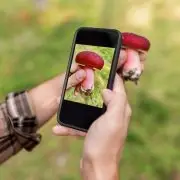 5 + 1 mobilapplikáció a természet szerelmeseinek