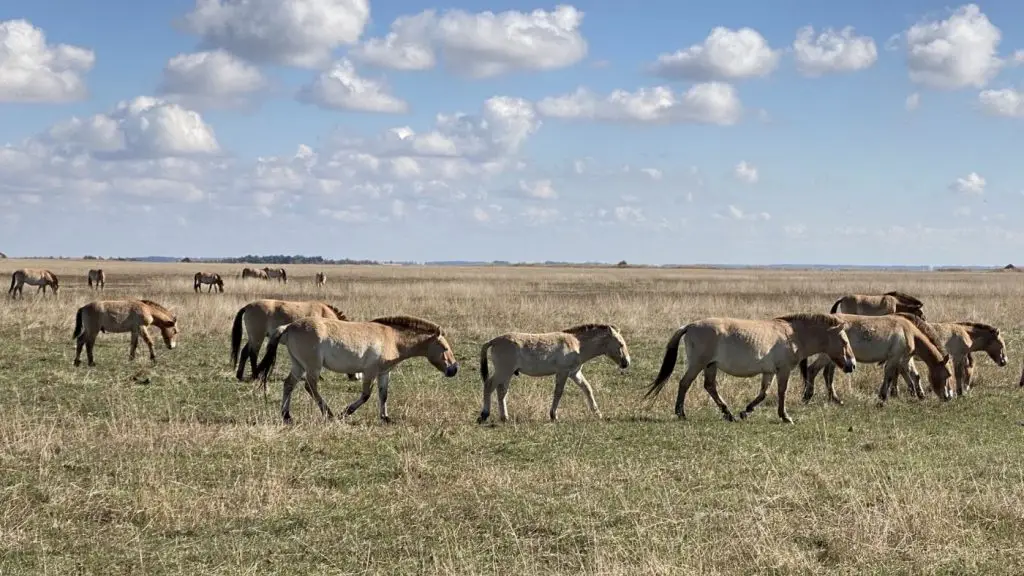 Przewalski-lovak ménese a Hortobágyi Vadasparkban
