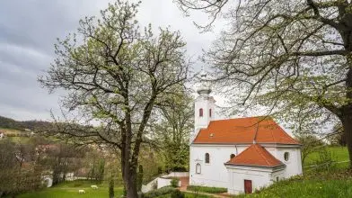 Íme, az év fája, a szekszárdi Remete-kápolna berkenyéje