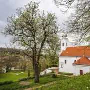 Íme, az év fája, a szekszárdi Remete-kápolna berkenyéje