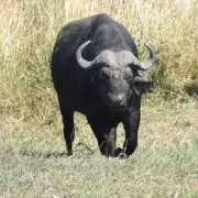 Bővül a vízibivaly-állomány