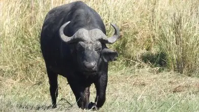 Bővül a vízibivaly-állomány