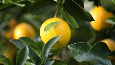 Citrom nélkül maradhat Európa