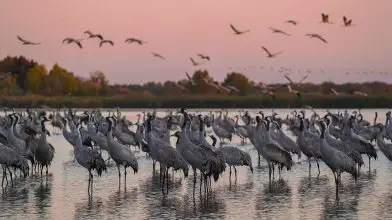 Őszi darulesekre várják a látogatókat a szegedi Fehér-tónál