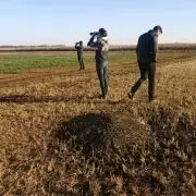 Hallottál már a güzühalmokról?