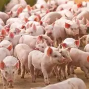 Csak rajtunk múlik, betör-e hazánkba az afrikai sertéspestis