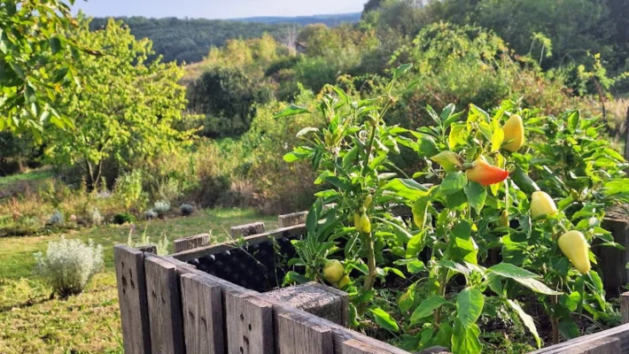 A paprika teleltetése – Mi a teendő?