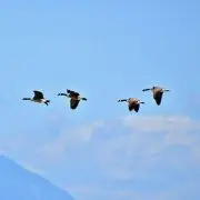 Megérkeztek az első vadludak