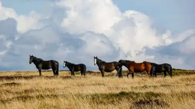 Ritkítani kell a vadlovakat Ausztráliában