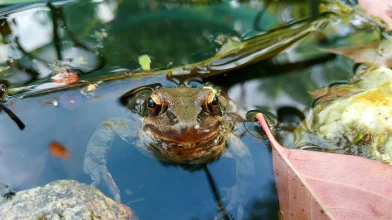 Áttelelő békák a kertben – hogyan segíthetjük őket?