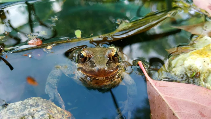 Áttelelő békák a kertben – hogyan segíthetjük őket?