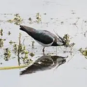 Milliárdokkal támogatták a magyar nemzeti parkokat