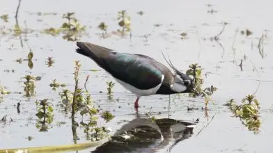 Milliárdokkal támogatták a magyar nemzeti parkokat