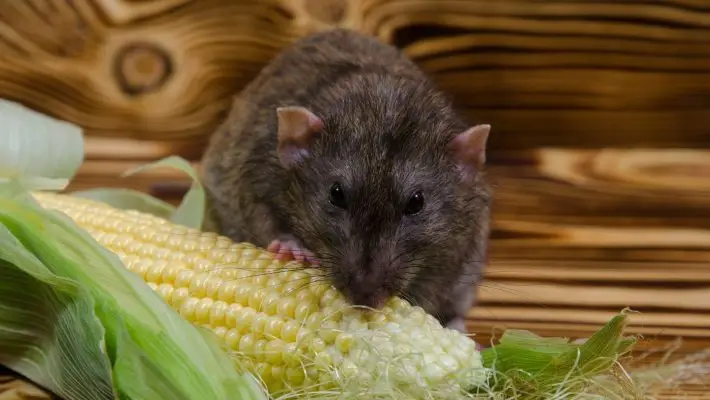 Patkányinvázióval fenyeget a felmelegedés