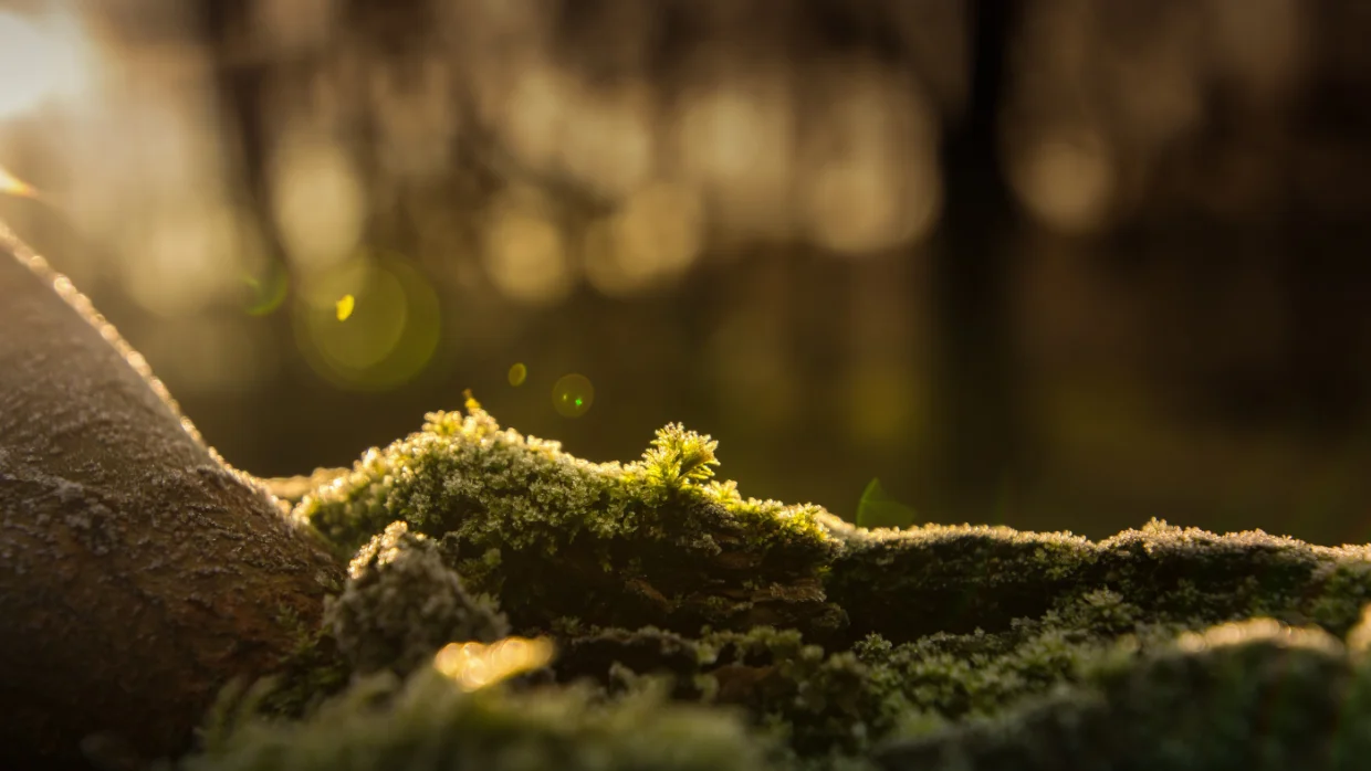 Akik elsőként érkeznek – A pionírok, avagy a gyomoktól az orchideákig