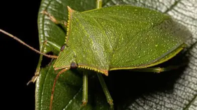 Térképen figyelhetjük a poloskák őszi invázióját