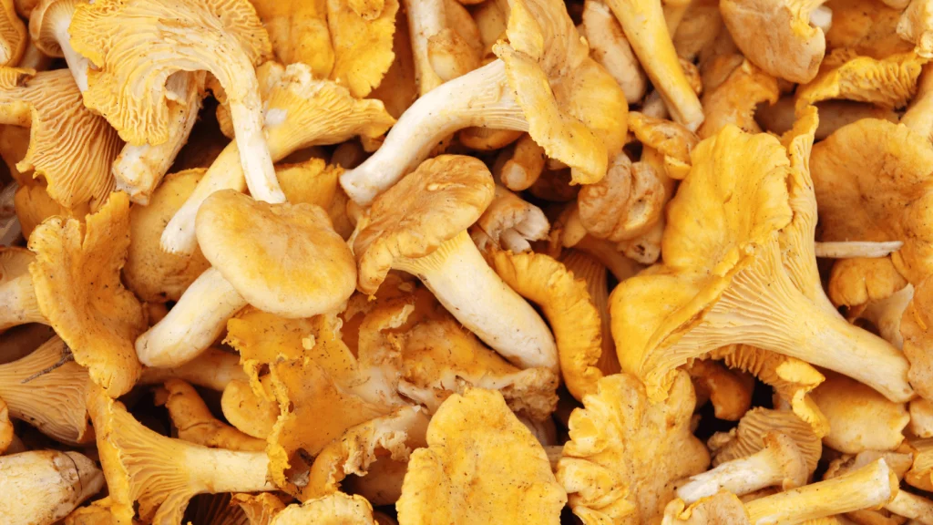 rókagombák