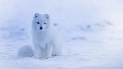 Megnyílt a sarkvidéki élővilágot bemutató időszaki kiállítás