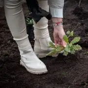 Újabb Miyawaki-erdővel a zöldebb fővárosért