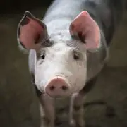 Ünnepeljünk malaccal!