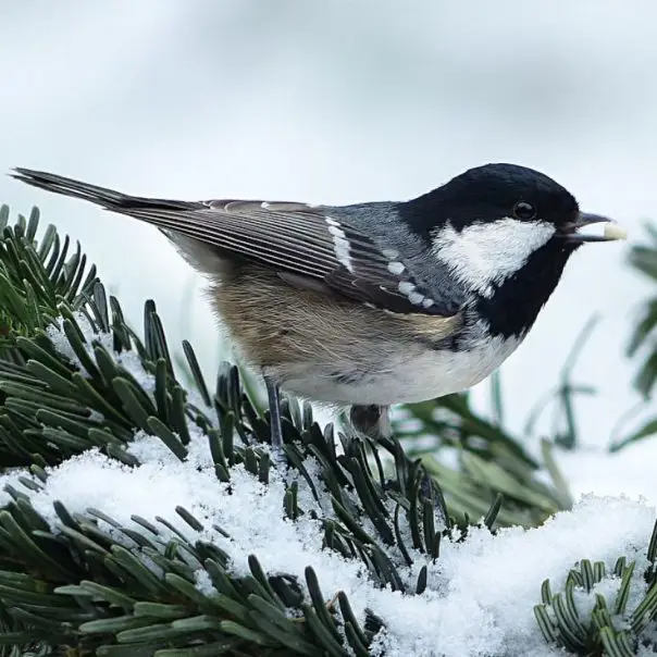 Indul a Nagy Téli Madárles