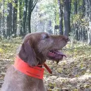 Nemzeti kincseink, a magyar kutyafajták – A drótszőrű magyar vizsla