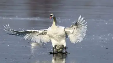 Helyi lakosok mentettek vízbe fagyott hattyút a Tisza-tóból