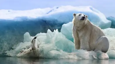 Ha csak egy boldog jegesmedvés videót nézel meg ma, ez legyen az!