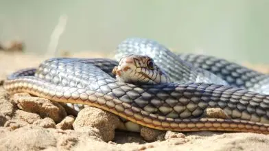 A kaszpi haragossiklót választották az év hüllőjének