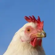 Megvan a megoldás a madárinfluenza visszaszorítására