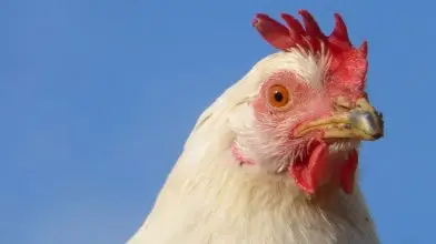 Megvan a megoldás a madárinfluenza visszaszorítására