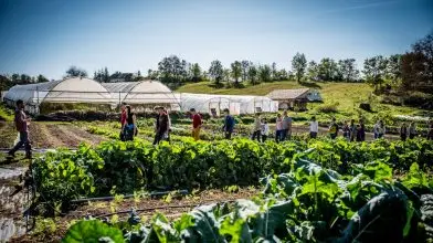 A közösségi mezőgazdaság adhatja vissza az élelmiszerekben megingott bizalmunkat – Podcast