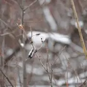 Kíváncsi tollas útitársaink, az őszapók